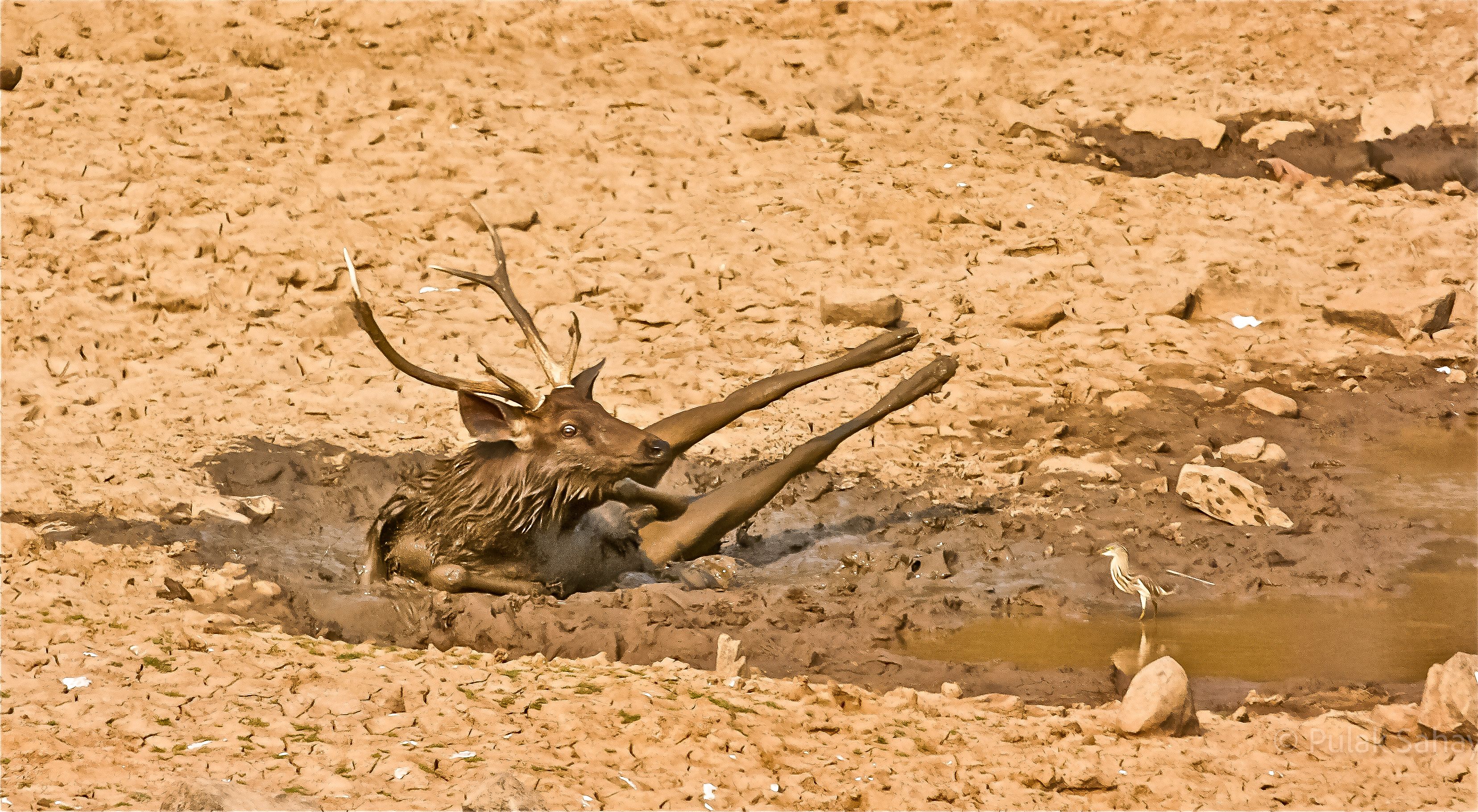 Deer having a mud bath with bird watching 